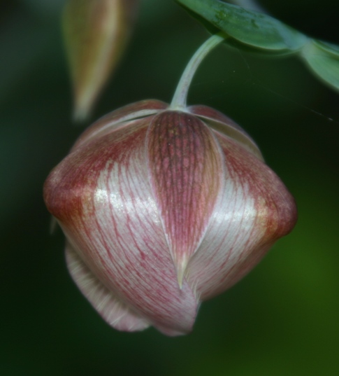 calochortus